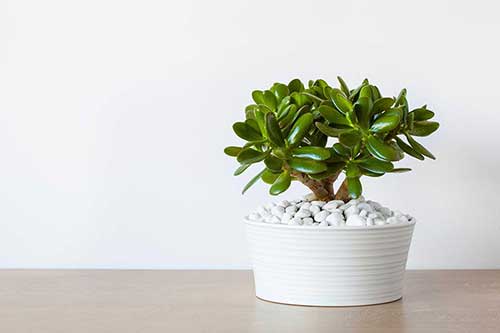 Ngọc Bích - Một trong các loại cây phong thủy văn phòng đẹp từ thân đến lá