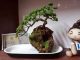 Mua cây bonsai mini để bàn mang lại ý nghĩa gì? Cách chọn cây bonsai