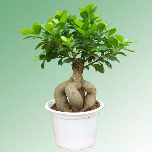 Cách mua cây bonsai mini để bàn chuẩn nhất